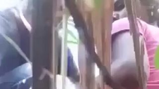 Pertanian Tebu, Pasangan Desa Ngewe Di Ladang.